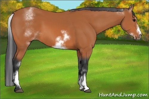 Horse Color:White Spotted Bay Frame 