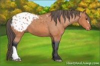 Horse Color:Bay Appaloosa 