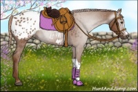 Horse Color:Gray Chestnut Appaloosa 