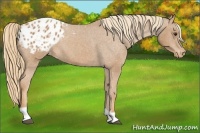 Horse Color:Chestnut Tobiano Blanket 