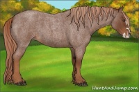 Horse Color:Red Roan Splash 