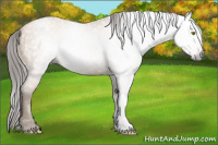 Horse Color:Gray Amber Champagne Snowcap 