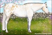 Horse Color:Gray Silver Amber Cream Champagne Roan Dun Splash Tobiano Frame Blanket Rabicano 