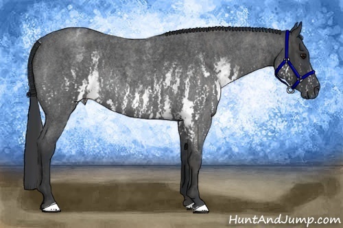 Horse Color:White Spotted Blue Roan Rabicano  Brindle