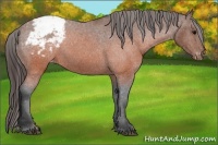 Horse Color:Brown Appaloosa