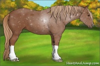 Horse Color:Unknown 