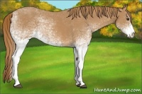 Horse Color:White Spotted Chestnut 