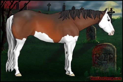 Horse Color: Bay Splash 