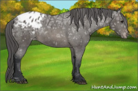 Horse Color:Black Ice Sabino Appaloosa 