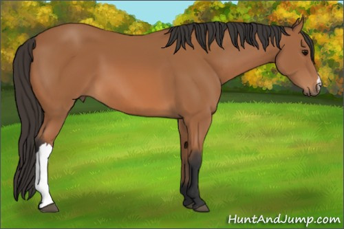Horse Color:Bay 
