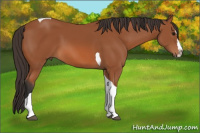 Horse Color:Bay Splash Tobiano