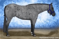 Horse Color:Blue Roan 