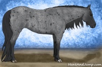 Horse Color:Blue Roan 
