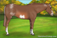 Horse Color:White Spotted Chestnut Frame