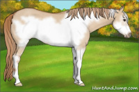 Horse Color:Red Dun Sabino Frame Rabicano