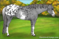 Horse Color:White Spotted Blue Roan Splash Frame Appaloosa 