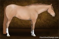 Horse Color:Bay Pearl 
