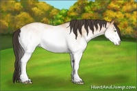 Horse Color:White Spotted Amber Champagne 