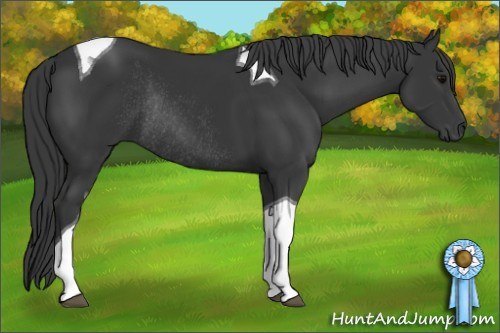 Horse Color: Black Tobiano Rabicano 