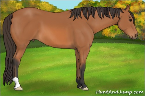 Horse Color: Bay 