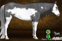 Horse Color:Blue Roan Splash Frame 