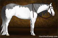Horse Color:Blue Roan Splash 