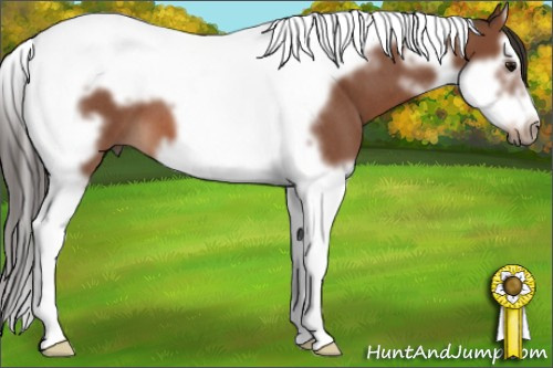 Horse Color: Bay Roan Splash Tobiano Frame 