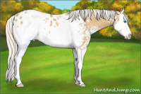 Horse Color:White Spotted Silver Buckskin Dun Splash Appaloosa 