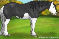 Horse Color:Black Splash