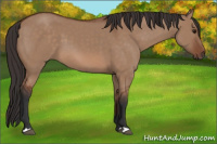 Horse Color:Bay Dun