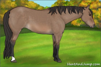 Horse Color:Bay Dun