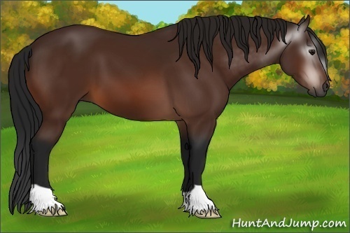 Horse Color:Gray Bay 
