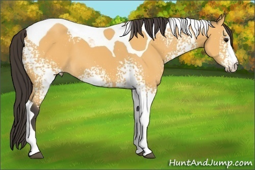 Horse Color:White Spotted Buckskin Tobiano