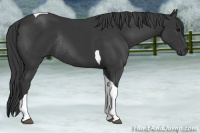 Horse Color:Black Tobiano Rabicano
