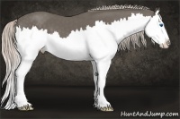 Horse Color:Silver Black Splash 