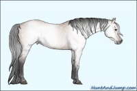 Horse Color:Gray Bay Dun 