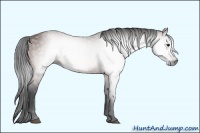 Horse Color:Gray Bay 