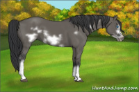 Horse Color:Grullo Frame 