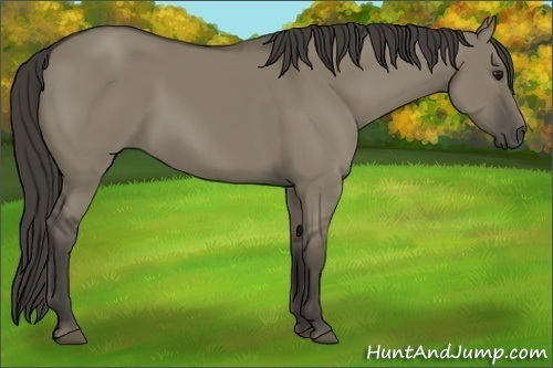 Horse Color: Smoky Grullo 