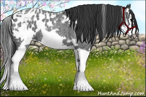 Horse Color:White Spotted Blue Roan Splash Frame Appaloosa 