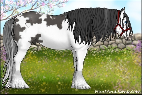 Horse Color:White Spotted Black Splash Frame