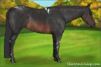 Horse Color:Brown Tobiano Rabicano  Brindle