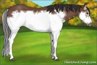 Horse Color:Bay Splash Frame