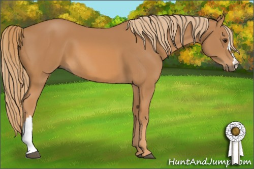 Horse Color: Chestnut 