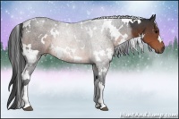 Horse Color:White Spotted Brown Rabicano 