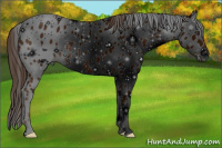 Horse Color:ERROR: UNKNOWN ANOMALY