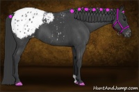 Horse Color:Blue Roan Appaloosa 