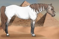 Horse Color:Brown Dun Snowcap 