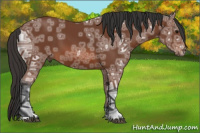 Horse Color:Bay Ice 