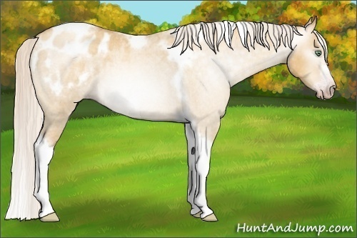 Horse Color:Gray Silver Amber Cream Champagne Roan Dun Splash Tobiano Frame Appaloosa Rabicano 